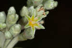 Longleaf buckwheat